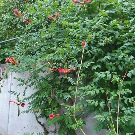 Schwartz Appartement *